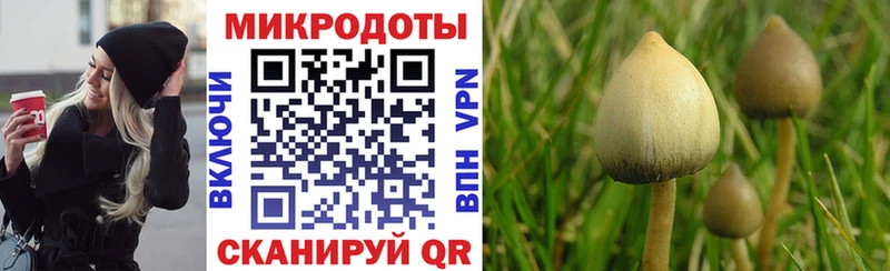 Галлюциногенные грибы Psilocybe  Верхоянск 